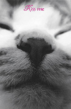 猫のポストカード 6枚セット