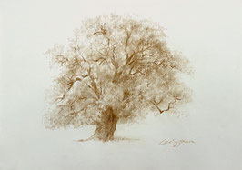 Prächtige Eiche in der Zeichnung vom Rötel und Sepia