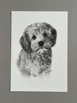Hundeportrait nach Fotos zeichnen lassen - Auftragsportrait Hunde