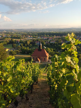 08-09 Abendtour zum Weinbauern Winn am 09.08.2024