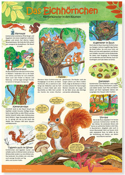 Wissensposter: Eichhörnchen