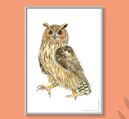 Print: Der Uhu