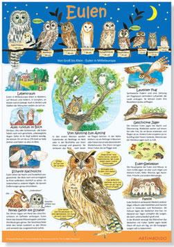Wissensposter: Eulen