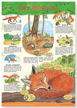 Wissensposter: Der Rotfuchs