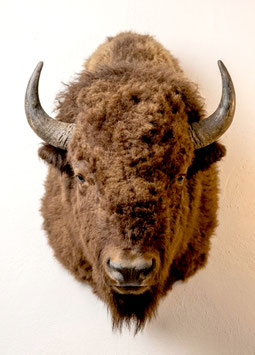 Bisonkopf Büffelkopf (Präparat) [Rico]