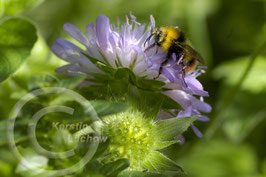 Blumenwiese