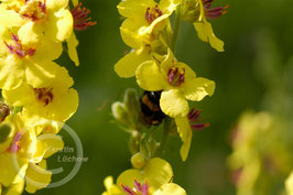 Schmetterlings- und Wildbienensaum