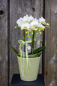 Orchidee dekoriert mit Übertopf