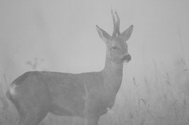 Chevreuil dans le brouillard