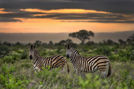 "Zebras with sunset"