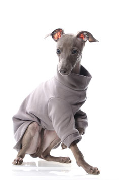 DG IG Puppy Sweatshirt / Grau