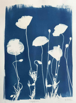 m. CYANOTYPE 30X40 CM