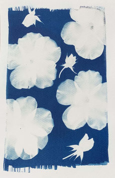 n. CYANOTYPE 20X30 CM