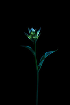 Photoprint Hosta flower #1