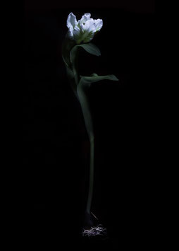 Photoprint Tulip