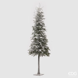 EDG Pino Superneve h. 132