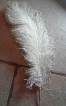 Plume d'autrche blanche