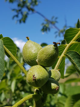 Grüne Nüsse, 1 kg