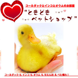 コールダックひよこ(雛)