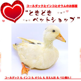 コールダック