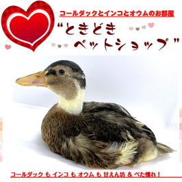 コールダック