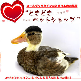 コールダックひよこ(雛)