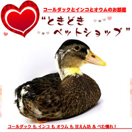 コールダックひよこ(雛)