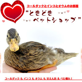 コールダック