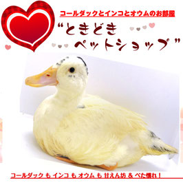コールダックひよこ(雛)