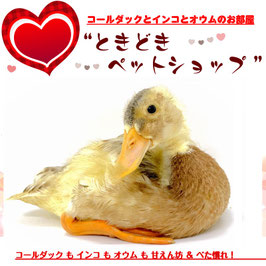 コールダック