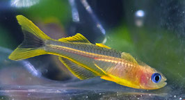 Gabelschwanz Blauaugenfisch „Gold“ – Pseudomugil furcatus | Strahlender Schwarmfisch mit leuchtend blauen Augen