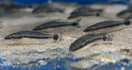 Otocinclus affines