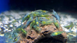 Blue Jelly Zwerggarnele