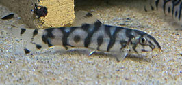 Netzschmerle – Botia lohachata | Faszinierender Bodenbewohner fürs Aquarium