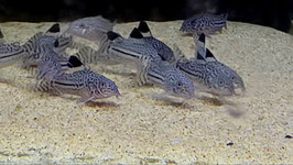 Leopard Panzerwels