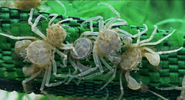 Microkrabbe , Limnopilos Naiyanetri