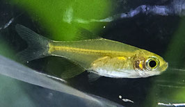 Neongrüner Zwergbärbling – Microdevario Kubotai | Farbenprächtiger Nano-Schwarmfisch fürs Aquarium