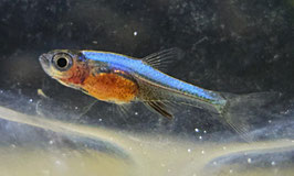 Blauer Zwergbärbling – Sundadanio axelrodi Blue | Strahlender Nano-Schwarmfisch fürs Aquarium