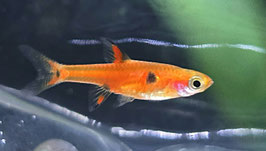 Maculata Zwergbärbling – Boraras maculatus | Winziger, farbintensiver Nano-Schwarmfisch fürs Aquarium