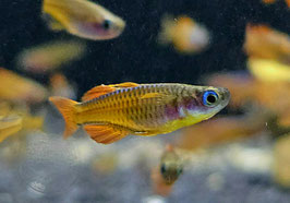 Red Neon Blauaugenfisch