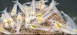 Weiße Amano Garnele Gr. M – Eleganter Algenprofi für jedes Aquarium