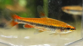 Längsbandzier-Salmler – Nannostomus beckfordi | Eleganter Nano-Schwarmfisch fürs Aquarium