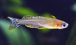 Gefleckter Blauauge var. Aru 2– Pseudomugil gertrudae | Farbenfroher Schwarmfisch für Nano & Gesellschaftsbecken