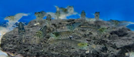 Amano Garnele Größe XL (Caridina multidentata) – Der perfekte Algenprofi für jedes Aquarium