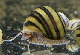 Zebra Apfelschnecke