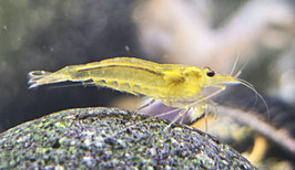 Gelbe Amano Garnele Größe S (Caridina multidentata) – Der perfekte Algenprofi für jedes Aquarium