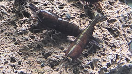 Chocolate Zwerggarnele
