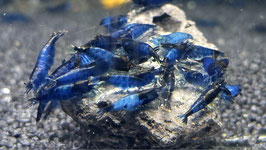 Dark Blue Rili Zwerggarnele