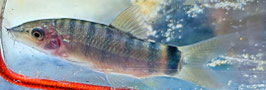Blaue Rotflossenschmerle – Yasuhikotakia lecontei