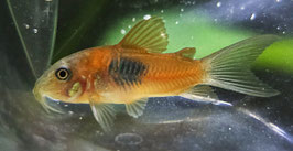 Venezuela Orange Panzerwels